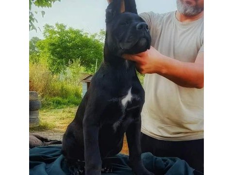 A şecereli şampiyon kan hattı cane corso