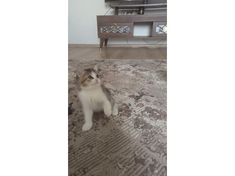 British shorthair bicolour 16 eylül doğumlular