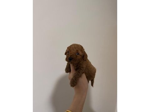 Güvenilir ve referanslı çiftlikten toy poodle