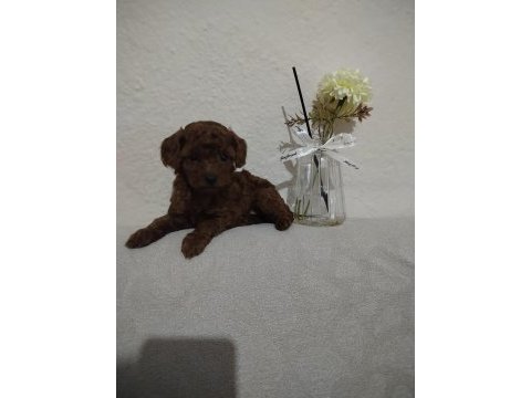 Orjinal toy poodle