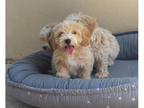 Maltes terrier
