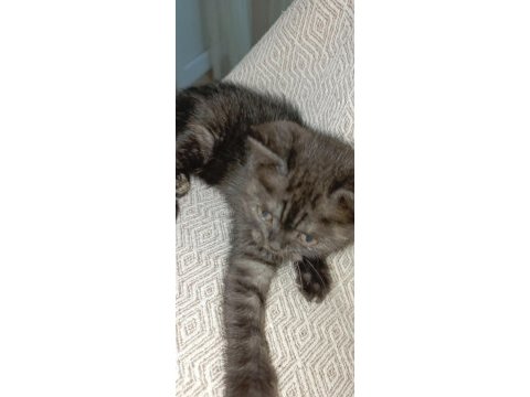 İki aylık dişi safkan kedimiz
