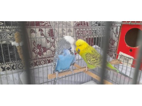 Show jumbo muhabbet kuşu