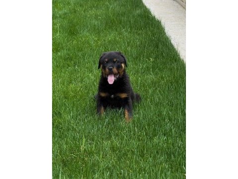 Üst düzey champion rottweiler yavrular