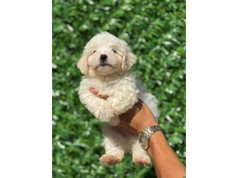 Muhteşem maltese terrier yavrularımız