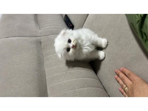 Çok sevecen oyuncu scottish fold