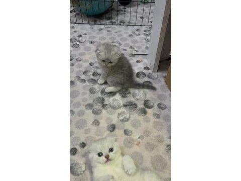 Scottish fold silver ayı surat
