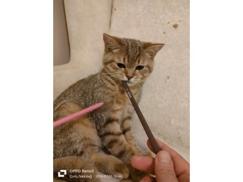 Safkan orijinal british shorthair yavrular