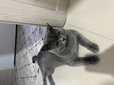 Ücretsiz british shorthair kedimiz