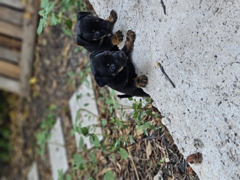 Pinscher minyatür sıfır boy