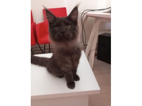 Full şecereli dev yavru maine coon