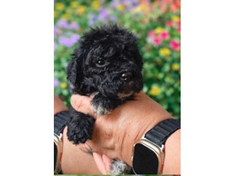 Çikolata poodle ve siyah inciler
