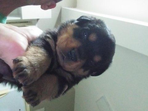 Yavru rottweiler koca kafa