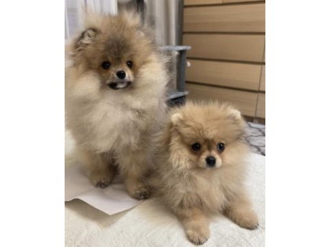 Pomeranian boo yavrularım