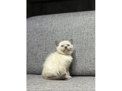 Safkan top kafa bluepoint british shorthair yavrular