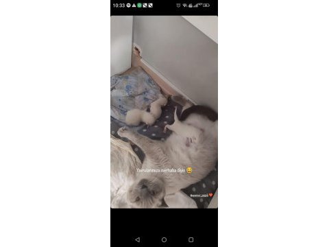 2.5 yaşında blue point british shorthair dişi