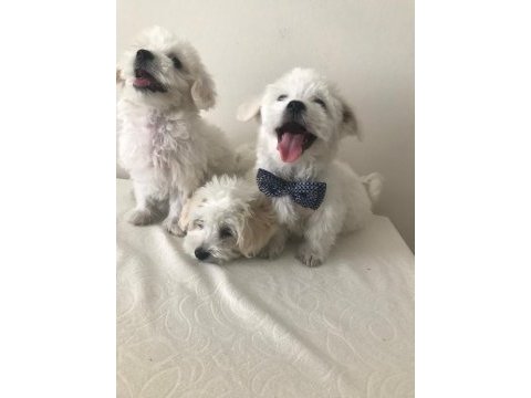 Maltese kardesler