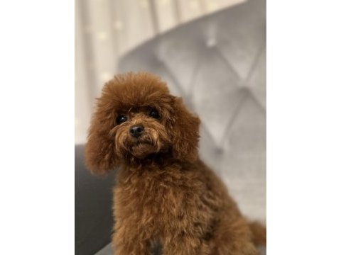 Kore toy poodle yavrular