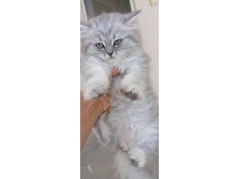 Kedi 2 aylık british shorthair mama yiyor