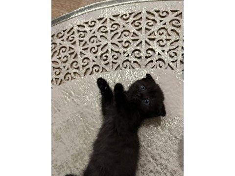 Hirakaramel british shorthair