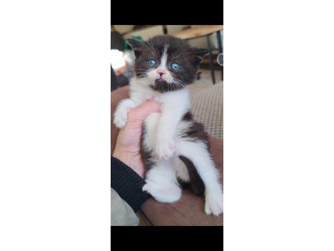 British shorthair çikolata bicolor