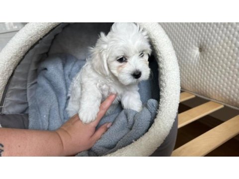 Sevimli maltipoo yavrumuz yeni ailelerini bekliyor