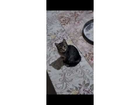 Sokakta bulduk annesı bırakmıs yavru kedı oyuncu