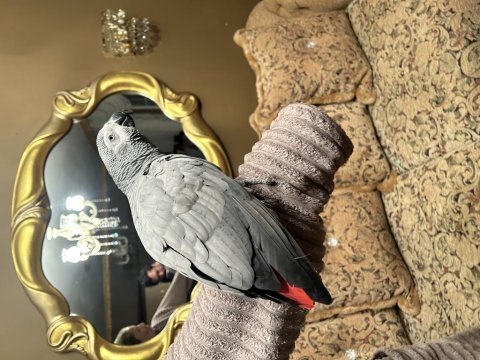 100 kelime konuşan maskot jako papağanı