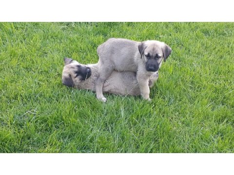 Kendi sivastan getirilmiş kangal yavrular