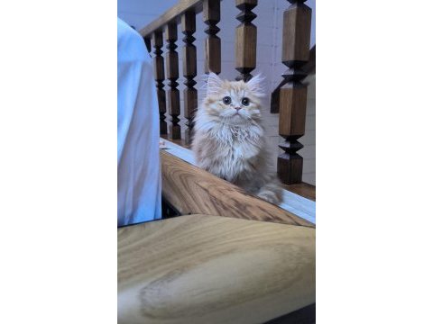British longhair sarl