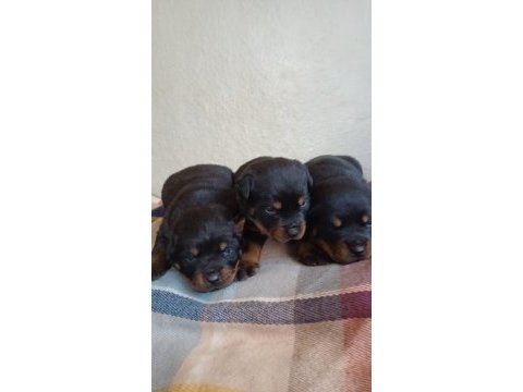 Rottweiler bebekler