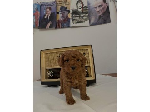 Muhteşem ırk garantili poodle yavrularım