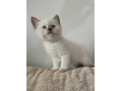 Blue point scottish kediler