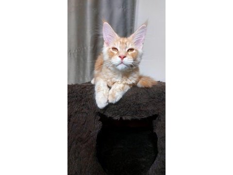 Full şecereli maine coon ünvanlı ebeveynlerden