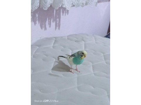 Bir çift muhabbet kuşu