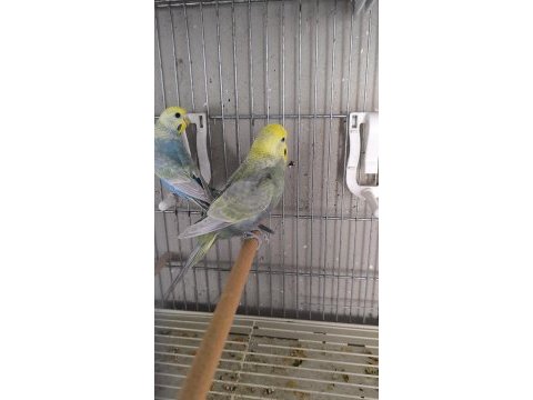 Rainbow yetişkin takım muhabbet kuşu