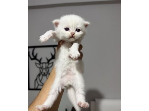 Sıfır kulak üst sınıf scottish fold bebekler