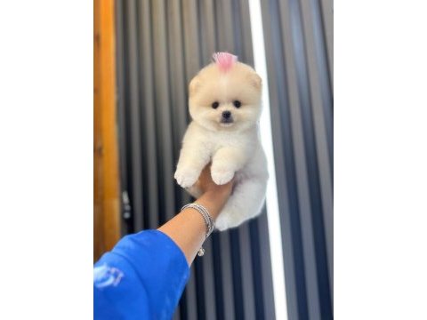 4 aylık üst düzey pomeranian boo yavrularım