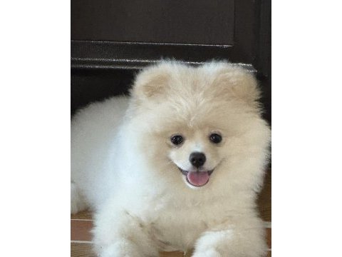 Köpeğimiz için daha önceden bakanlar lütfen iletişime geçsin