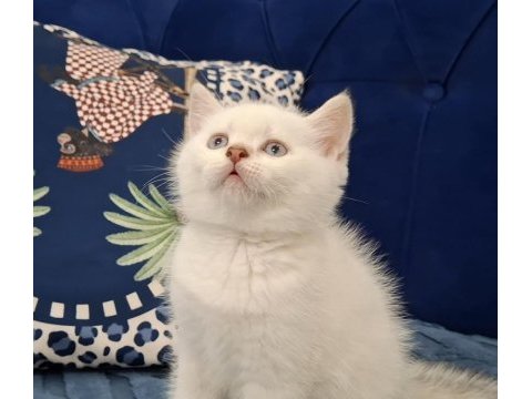 Beyaz british shorthair