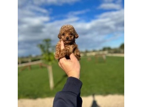 Toy poodle daha uygunu yok
