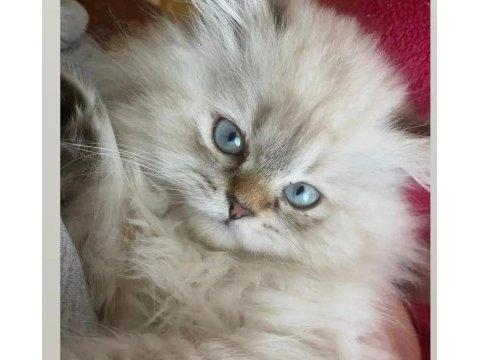 4.5 aylık yavrumuzu sahiplendiriyoruz british longhair