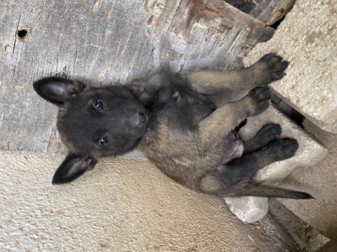 Hırs küpü malinois