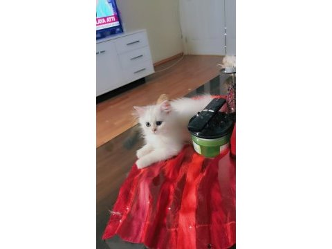 Pamuk prenses british longhair