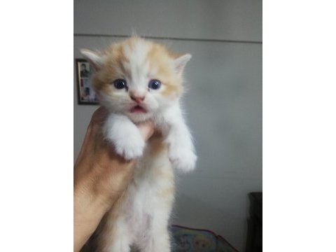 Exotic shorthair yavrular verilmeye hazır