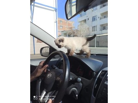Yavru üç aylık scottish fold