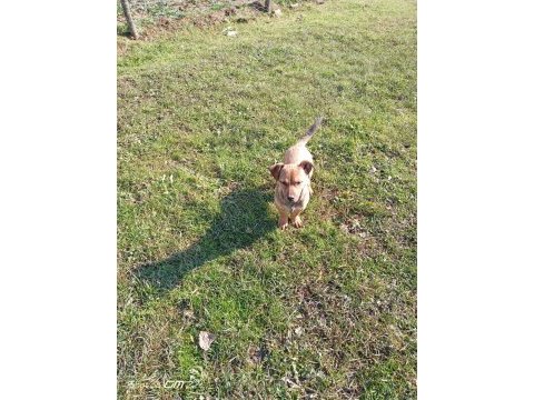 Rus pinscher kırması