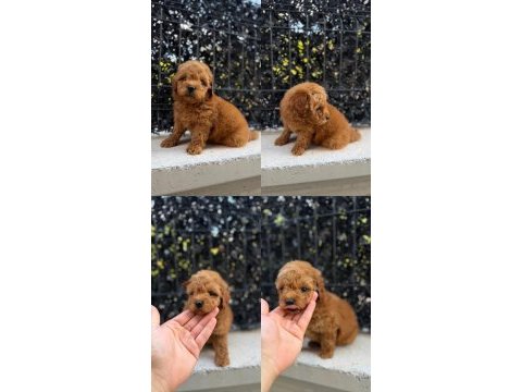 Kore teacup poodle yavrularımız yeni yuvasına hazır