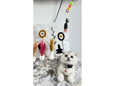 A kalite kedilerimiz değerli yuvalarını arıyor