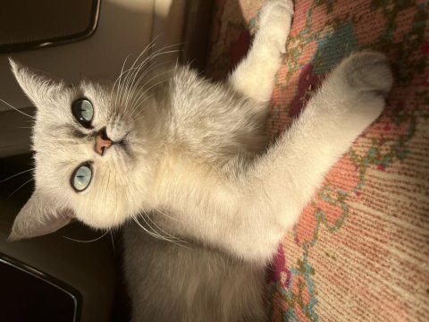 Dişi british shorthair kedim için eş arıyorum